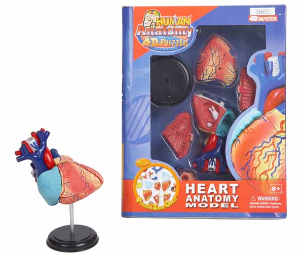 PUZZLE DIDACTICO 4D , CORAZON HUMANO